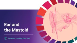 Clinical Foundations: A&P - Ear and the Mastoid